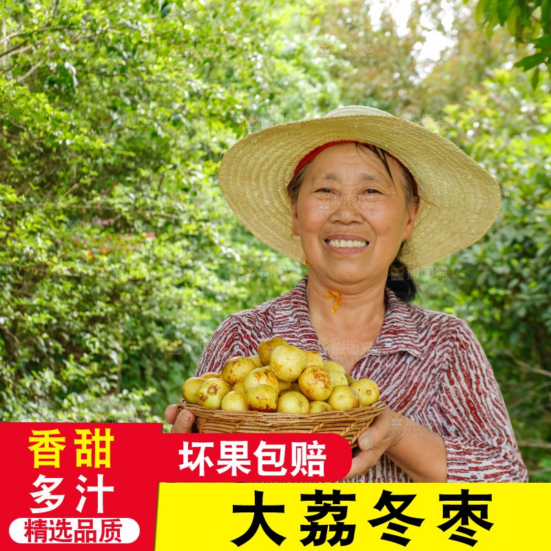 农民手里拿着一篮冬枣