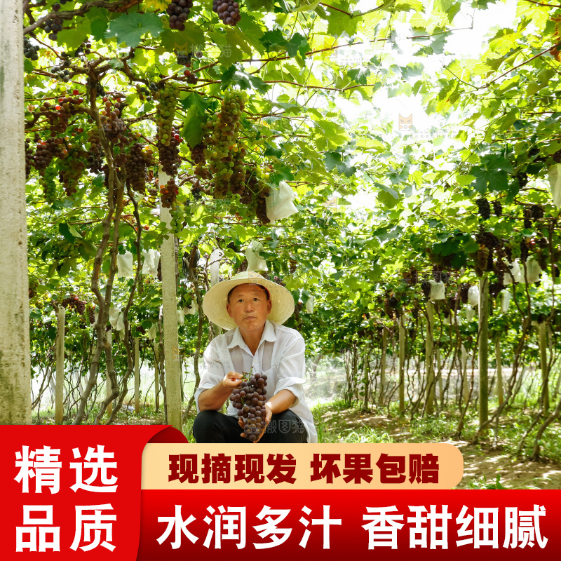 农民手里拿着新鲜葡萄