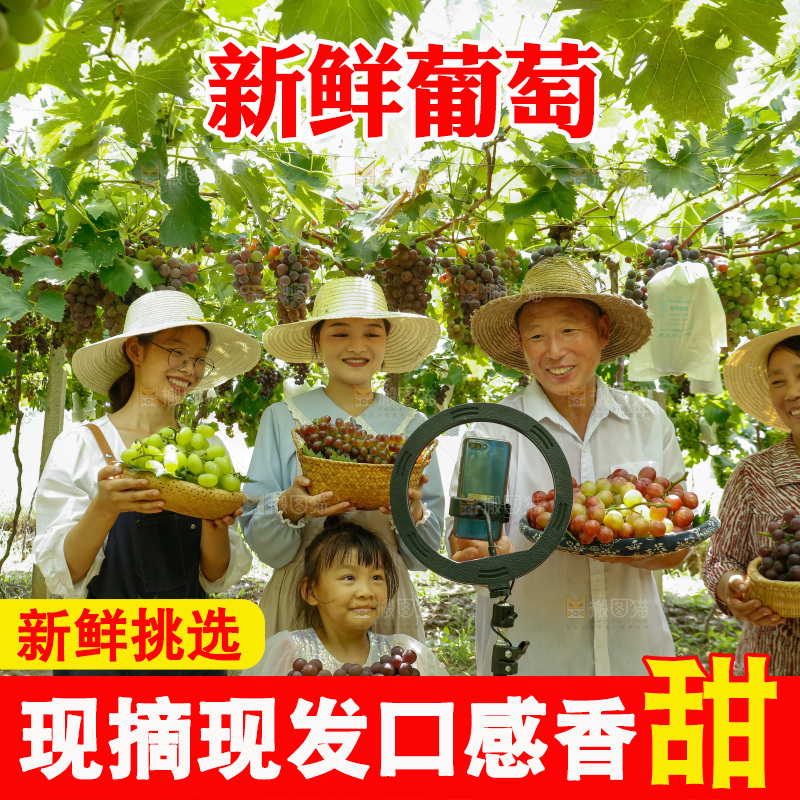农民正在葡萄园直播