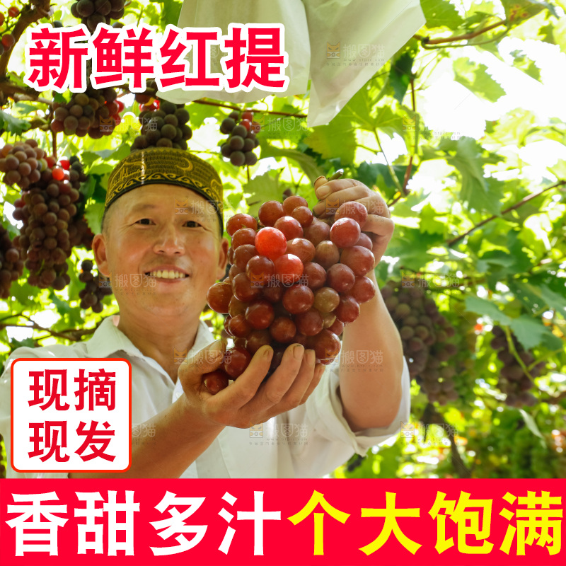 农民手里拿着新鲜红提
