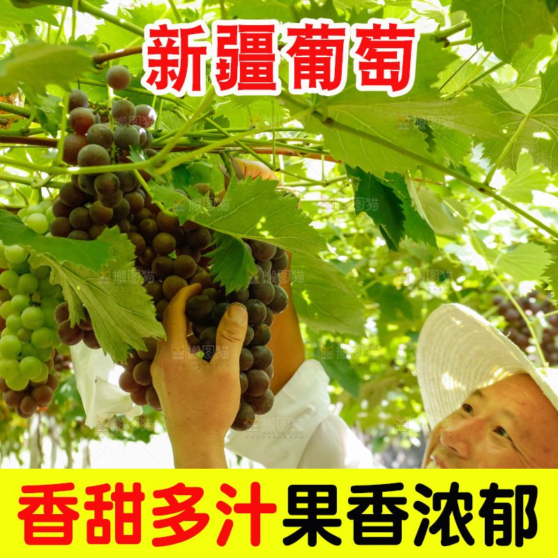 农民正在采摘葡萄