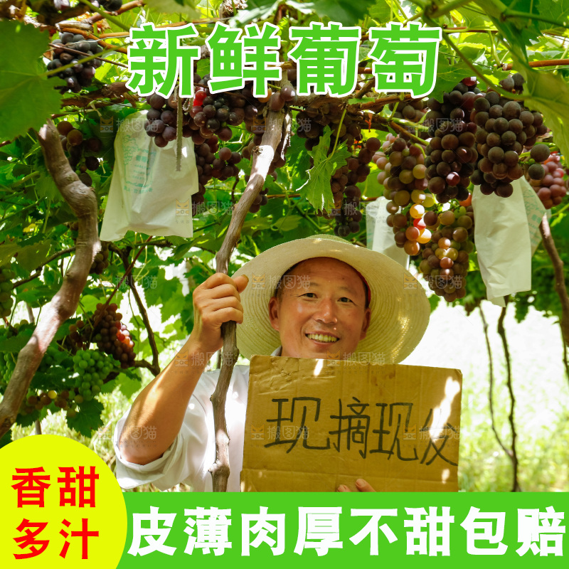 农民站在葡萄藤下
