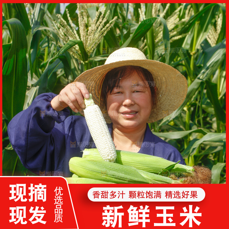 农民手里拿着牛奶玉米
