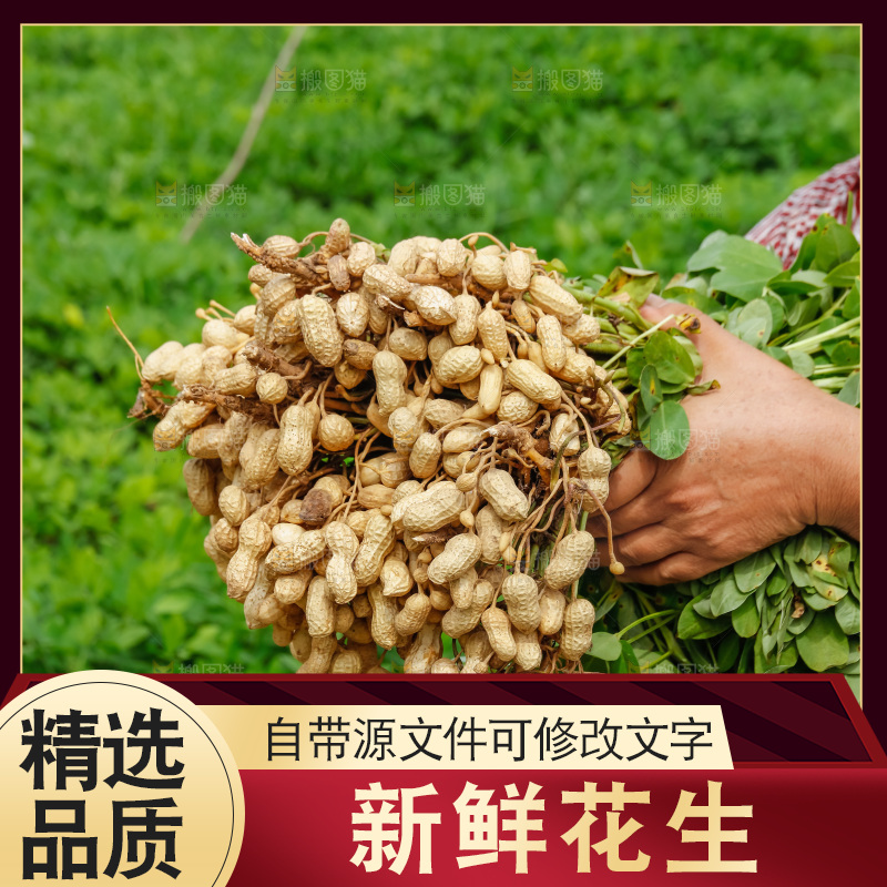 手里拿着现挖花生