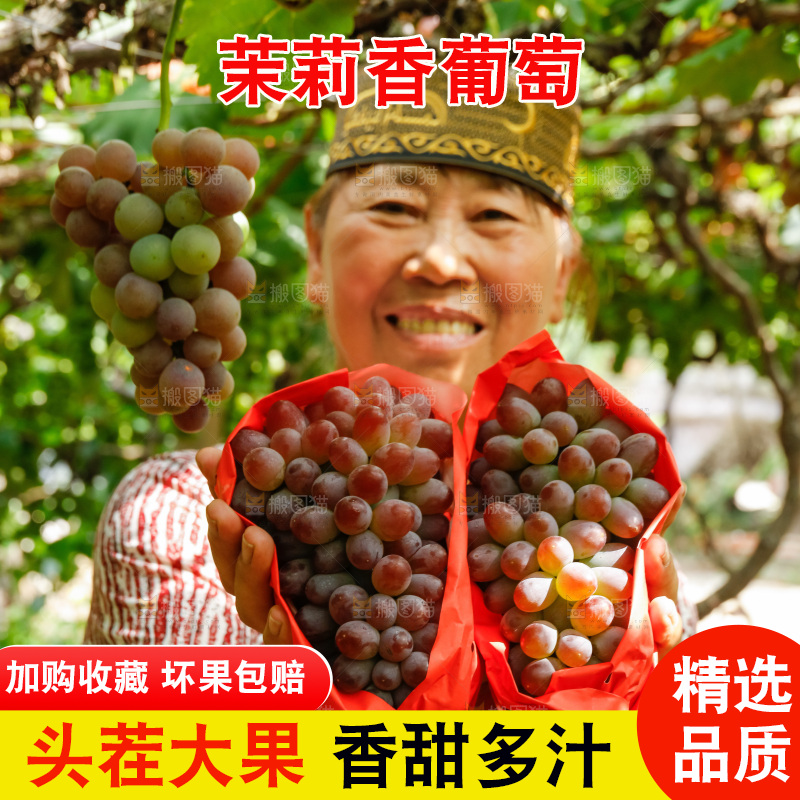 农民手里拿着茉莉香提子