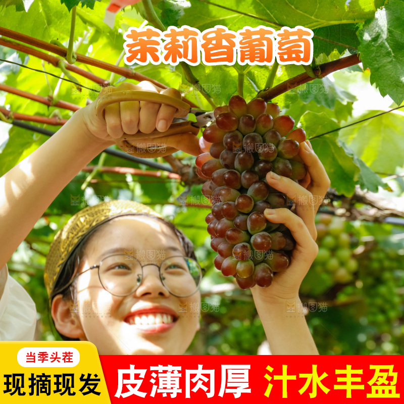 女孩正在采摘茉莉香葡萄