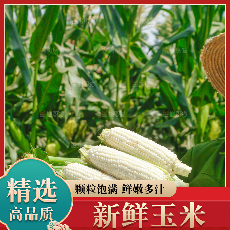 手里拿着一筐牛奶玉米