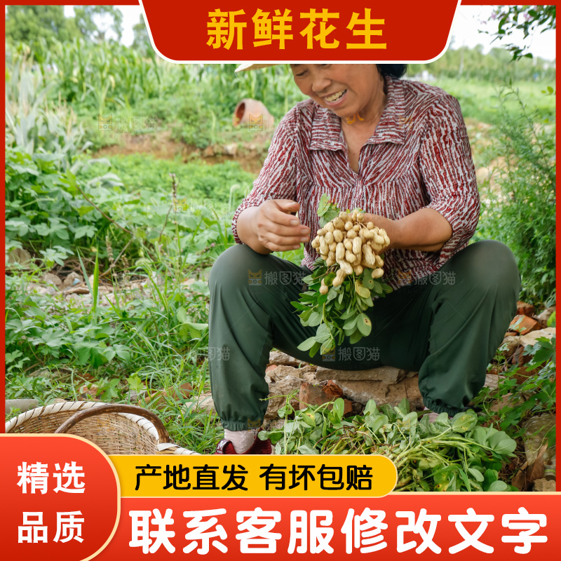 农民正在摘着花生