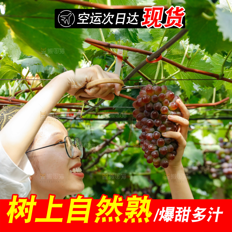 女孩正在采摘茉莉香葡萄