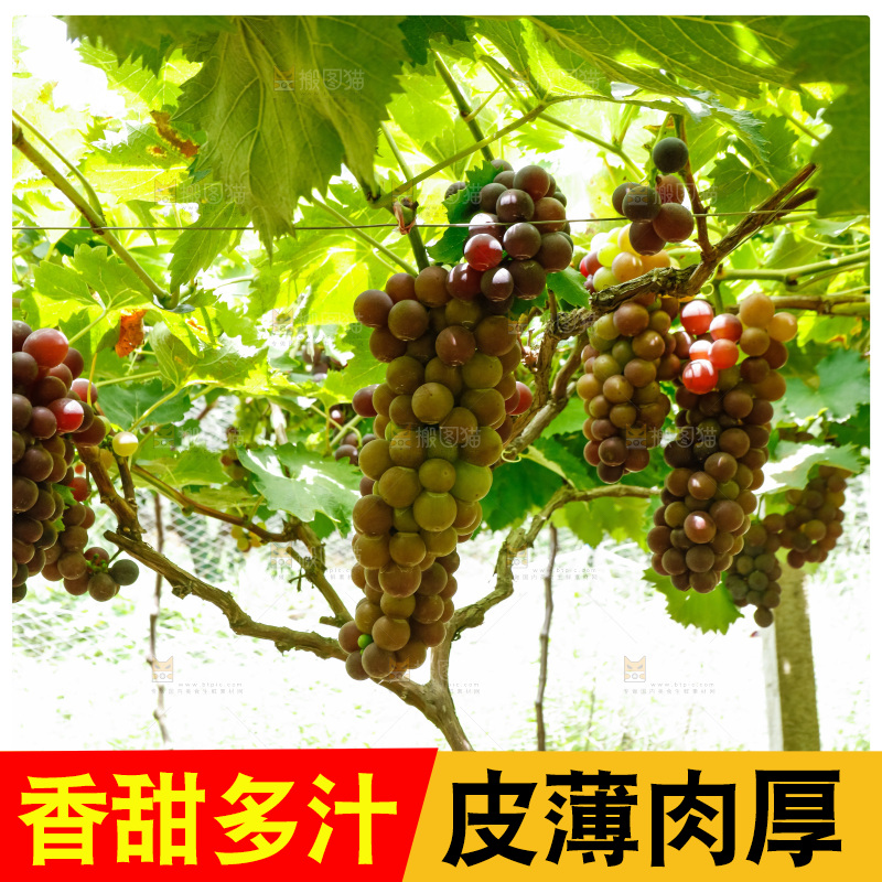 葡萄藤上的大串葡萄