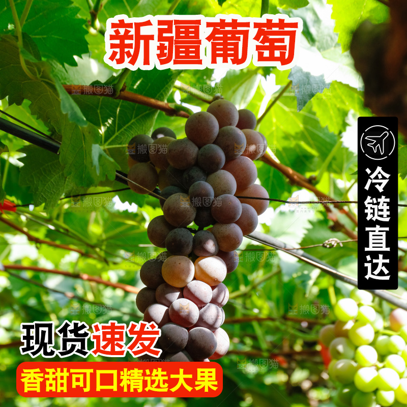 葡萄藤上的大串葡萄