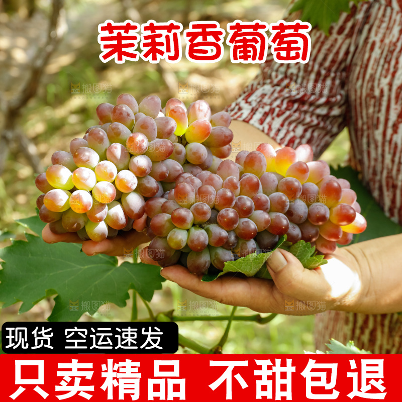 手里拿着茉莉香葡萄