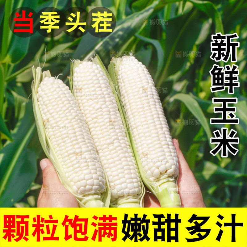 手里拿着白糯玉米