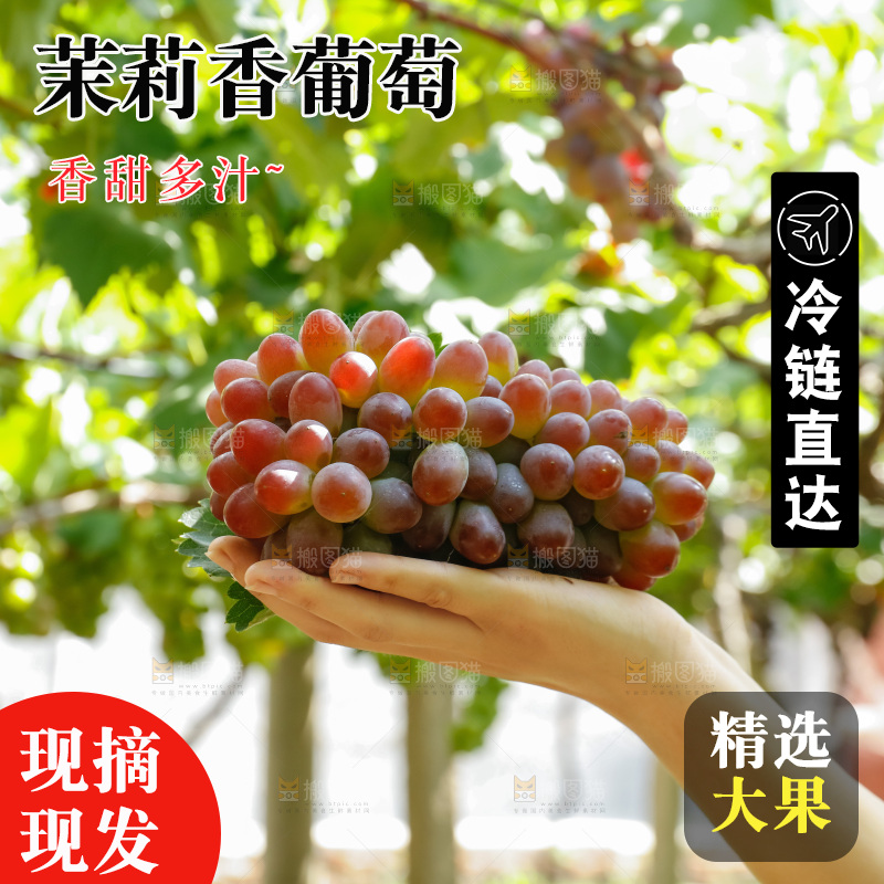 手里拿着茉莉香葡萄