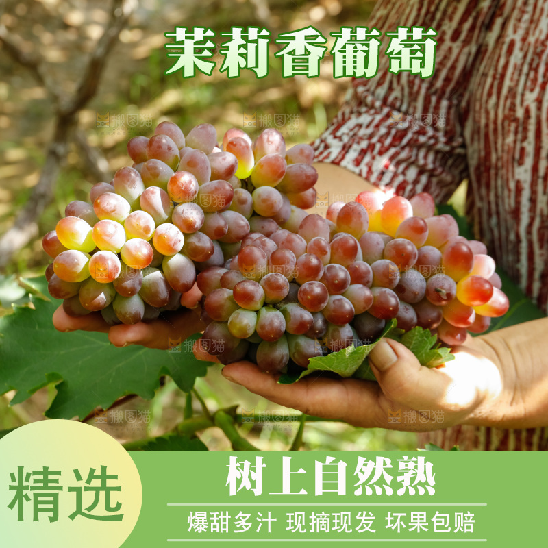 手里拿着茉莉香葡萄