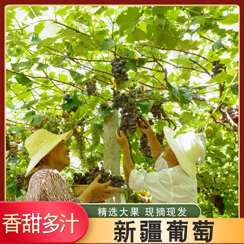 农民正在采摘葡萄