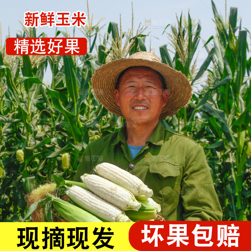 农民手里拿着一篮白玉米