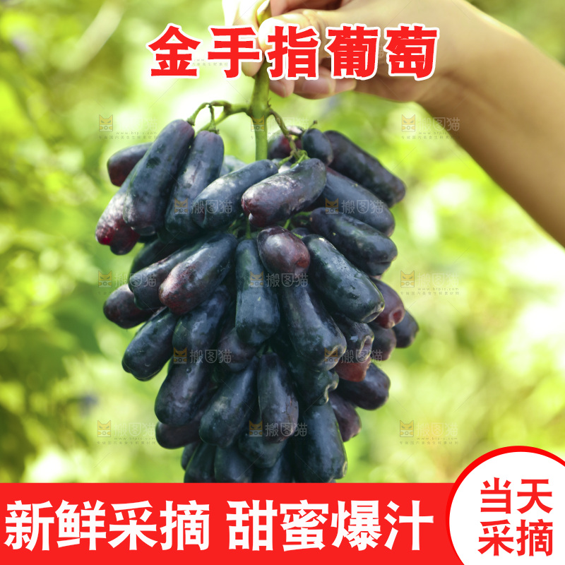 手里拿着蓝宝石葡萄