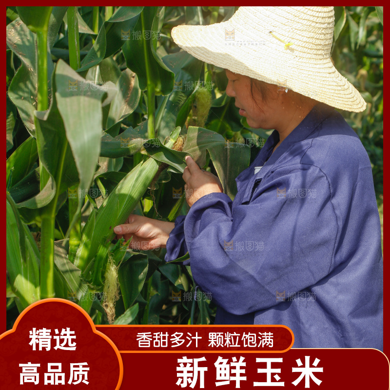 农民正在采摘玉米