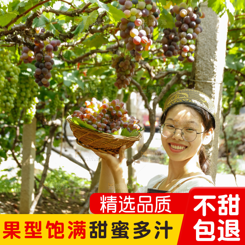女孩拿着一篮茉莉香葡萄