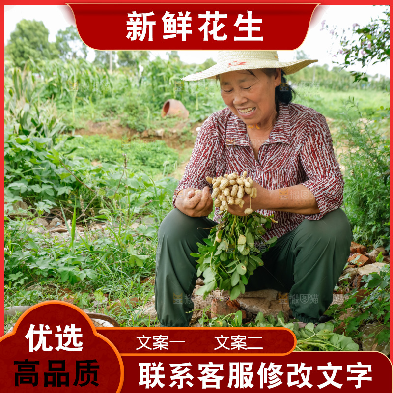 农民正在摘着花生
