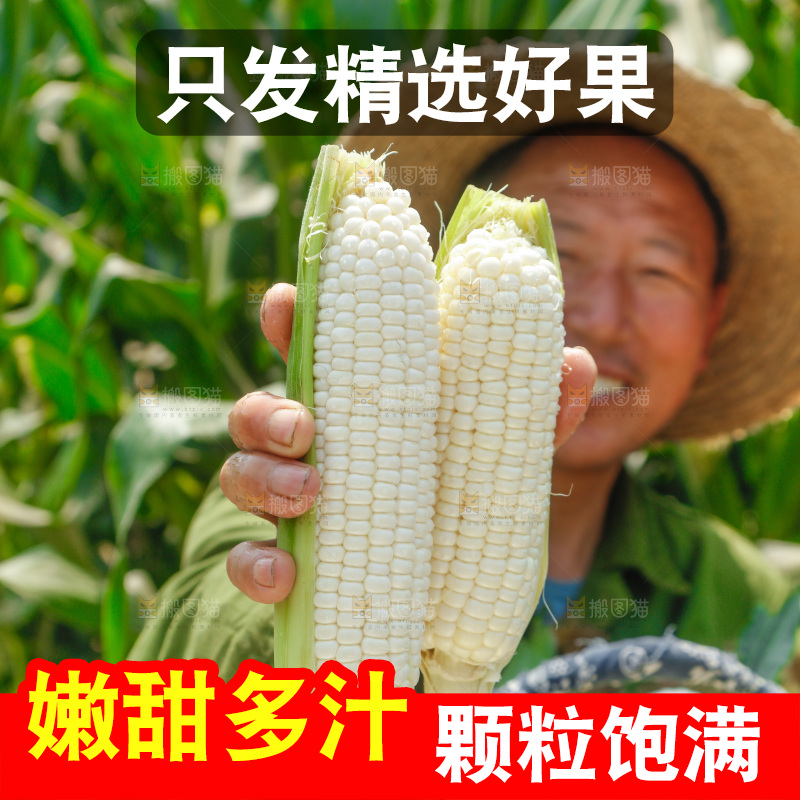 农民手里拿着白玉米