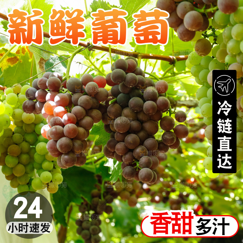 一大片成熟的紫葡萄