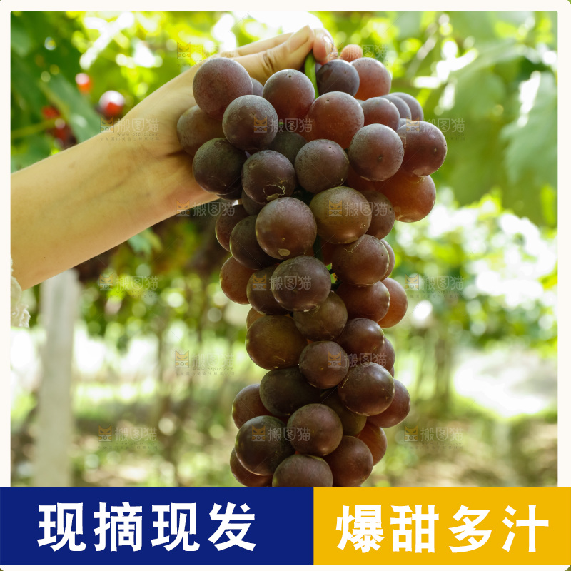 手里拿着一串大葡萄