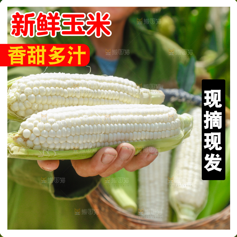 手里拿着漳州牛奶玉米