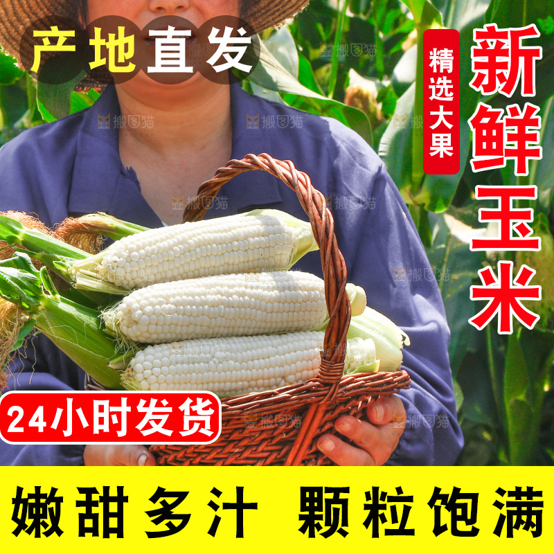 农民手里拿着一篮白玉米