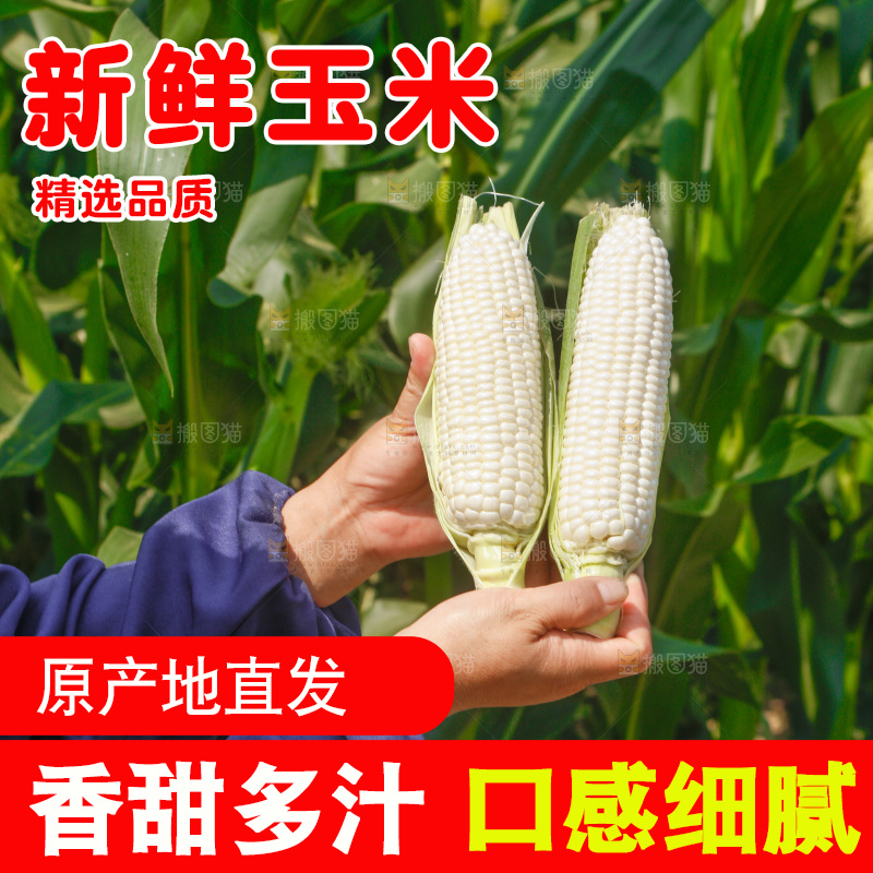 手里拿着白糯玉米