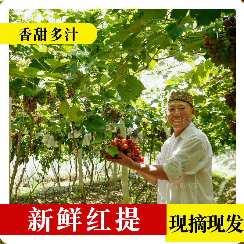 果农正在采摘红提葡萄