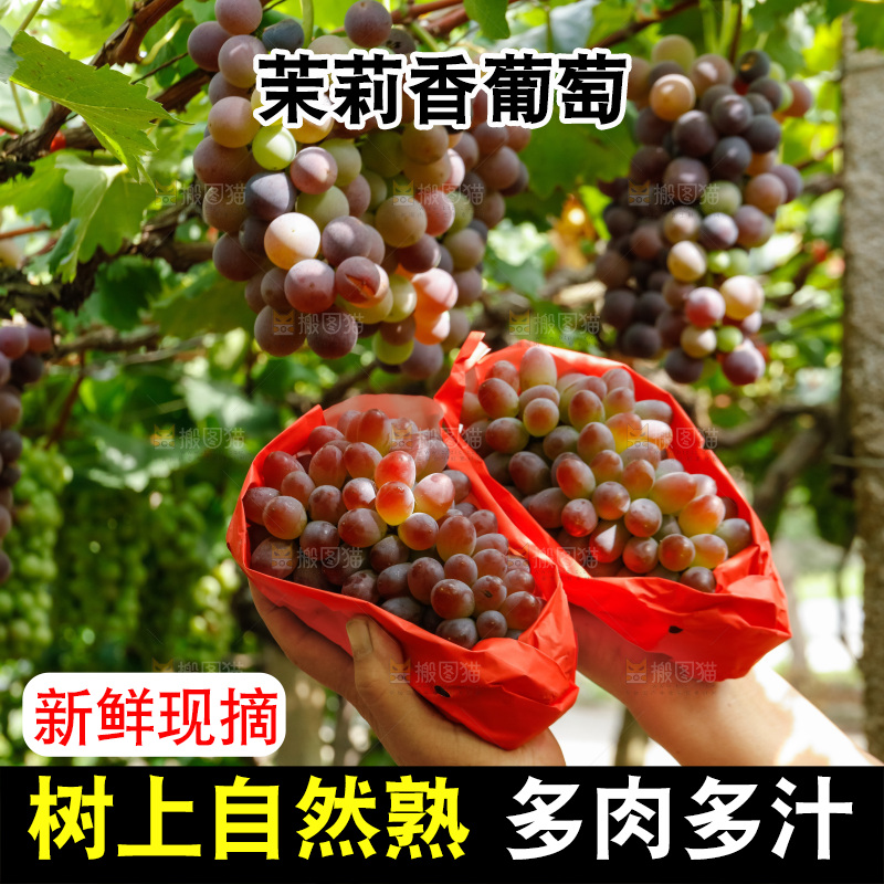 手里拿着茉莉香葡萄