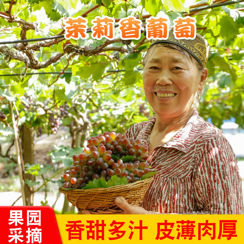 农民拿着一篮茉莉香红提