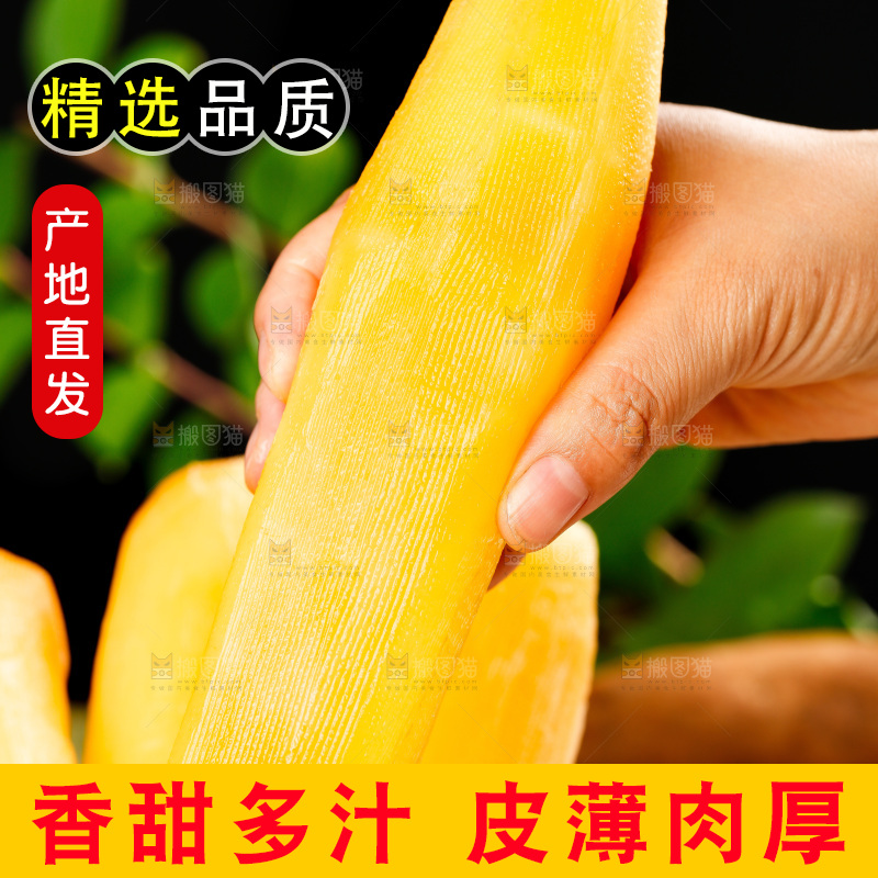 手里拿着黄心雪莲果