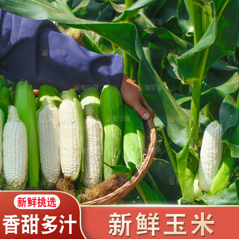 手里拿着一筐漳州牛奶玉米