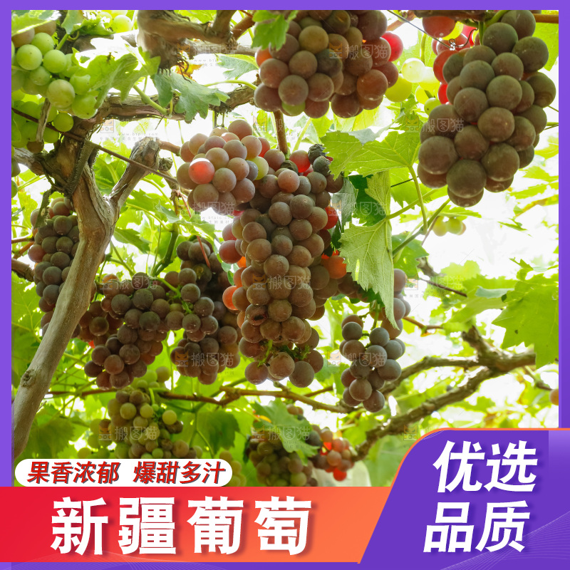 一大片成熟的葡萄