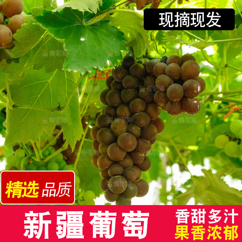 葡萄藤上的大串葡萄