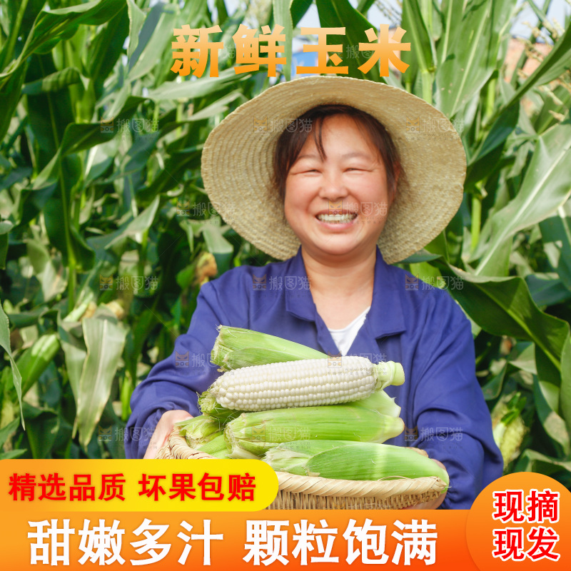 农民手里拿着一筐玉米