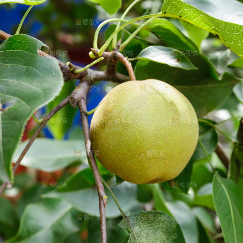 梨树上的青皮梨