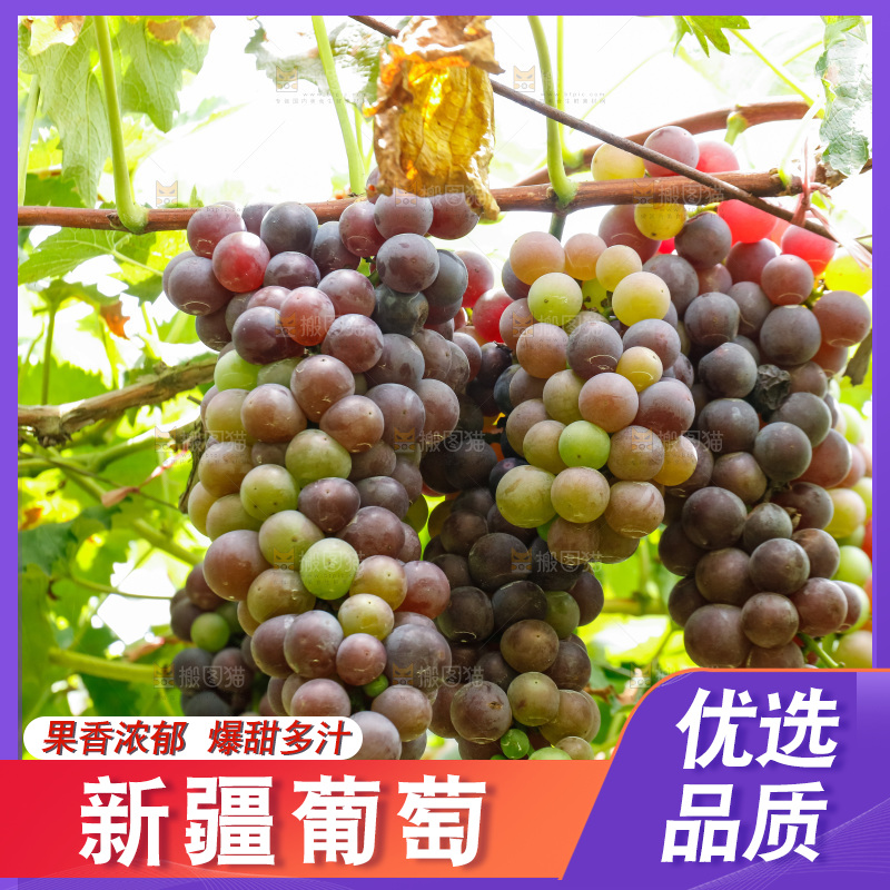 葡萄藤上的大串葡萄