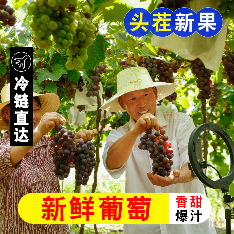 农民手里拿着大串葡萄