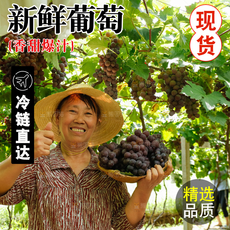 农民手里拿着一筐新鲜葡萄