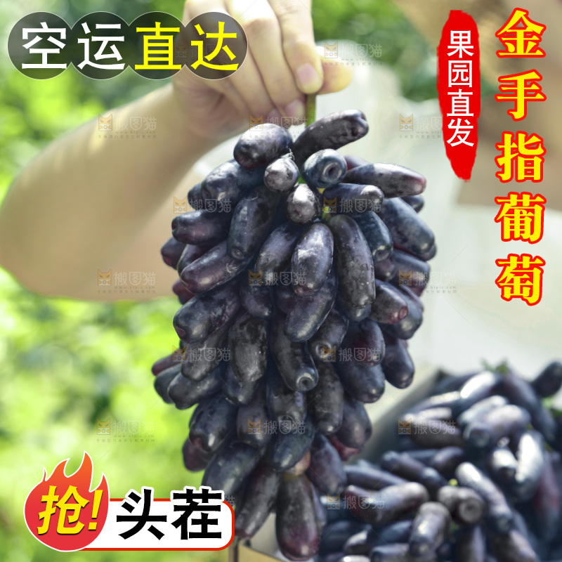 女孩拿着美人指黑提