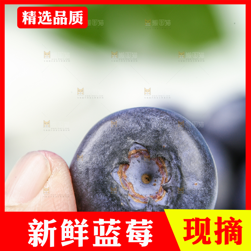 手里拿着蓝莓鲜果