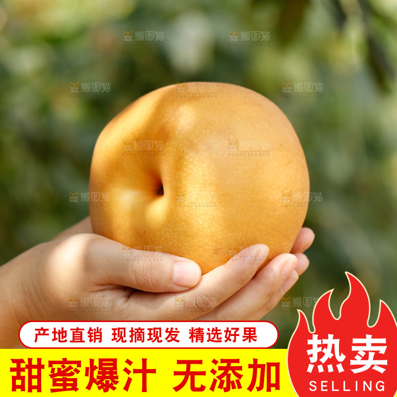 手里拿着莱阳秋月梨