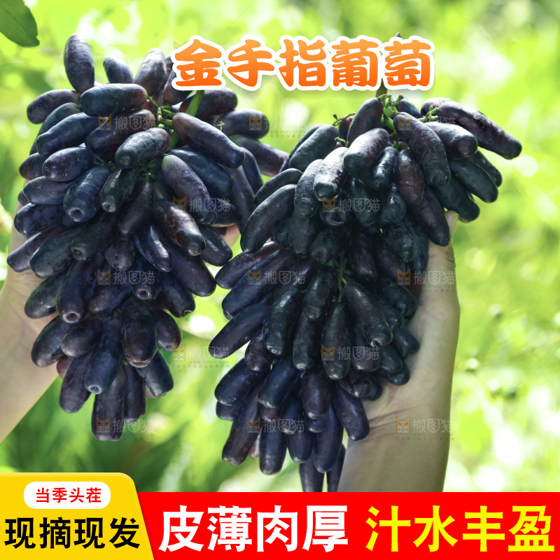 手里拿着美人指黑提