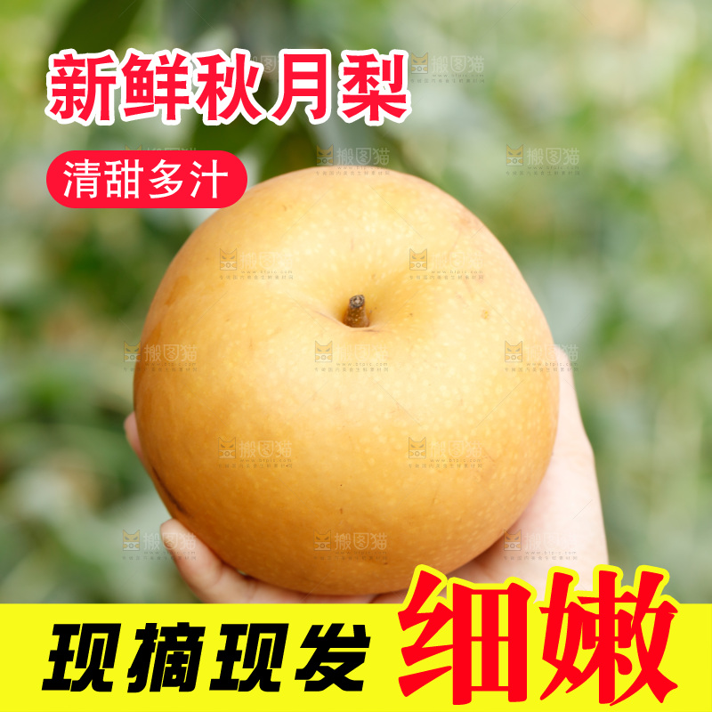 手里拿着莱阳秋月梨