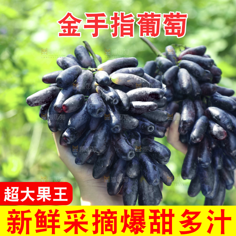 手里拿着美人指黑提
