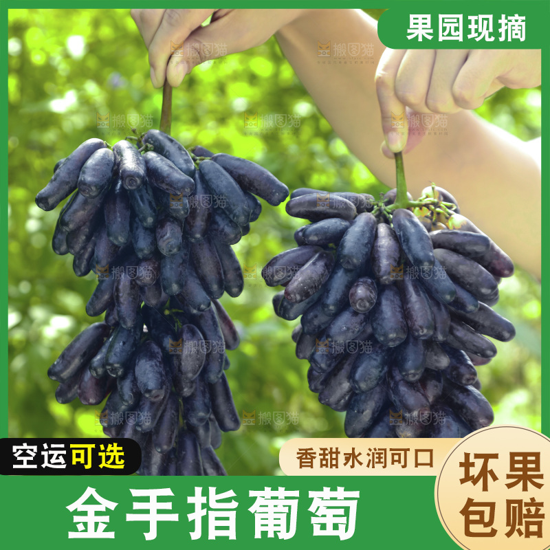 手里拿着蓝宝石葡萄